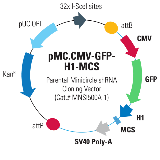 pMC.CMV-GFP-H1-MCS Parental Minicircle shRNA Cloning Vector