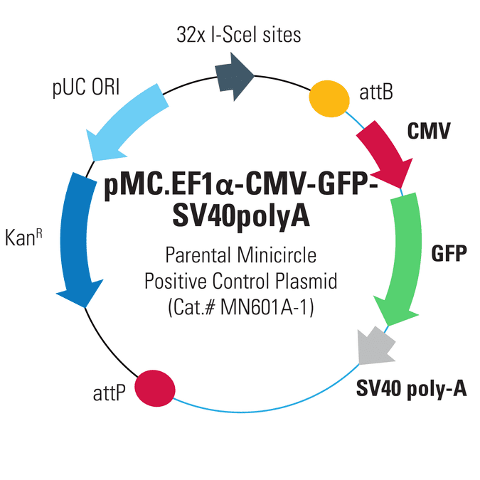 pMC.CMV-GFP-SV40PolyA Parental Minicircle Positive Control Plasmid