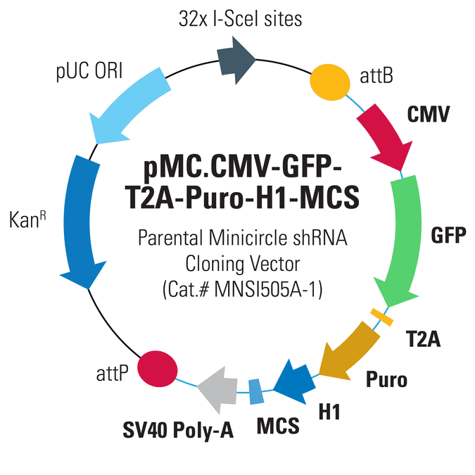 pMC.CMV-GFP-T2A-Puro-H1-MCS Parental Minicircle shRNA Cloning Vector