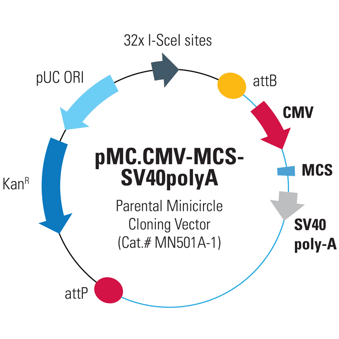 pMC.CMV-MCS-SV40polyA Parental Minicircle Cloning Vector