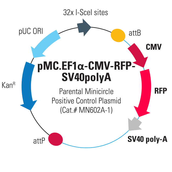 pMC.CMV-RFP-SV40PolyA Parental Minicircle Positive Control Plasmid