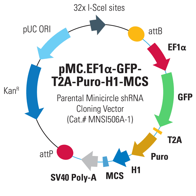 pMC.EF1α-GFP-T2A-Puro-H1-MCS Parental Minicircle shRNA Cloning Vector