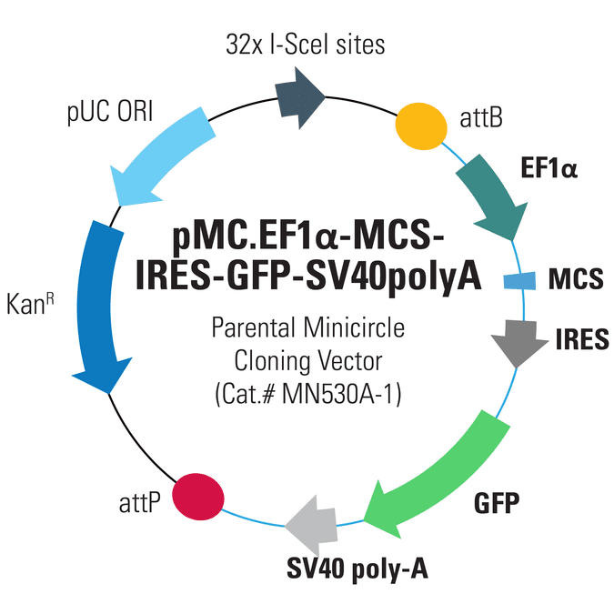 pMC.EF1α-MCS-SV40polyA Parental Minicircle Cloning Vector