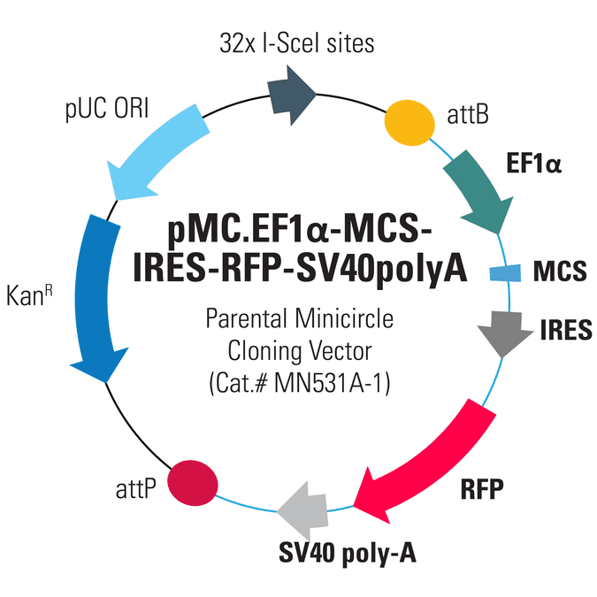 pMC.EF1α-MCS-SV40polyA Parental Minicircle Cloning Vector