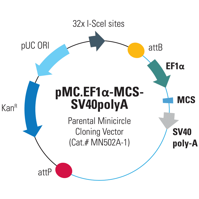pMC.EF1α-MCS-SV40polyA Parental Minicircle Cloning Vector