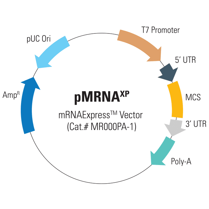 pMRNAxp mRNAExpress Vector for in vitro transcription