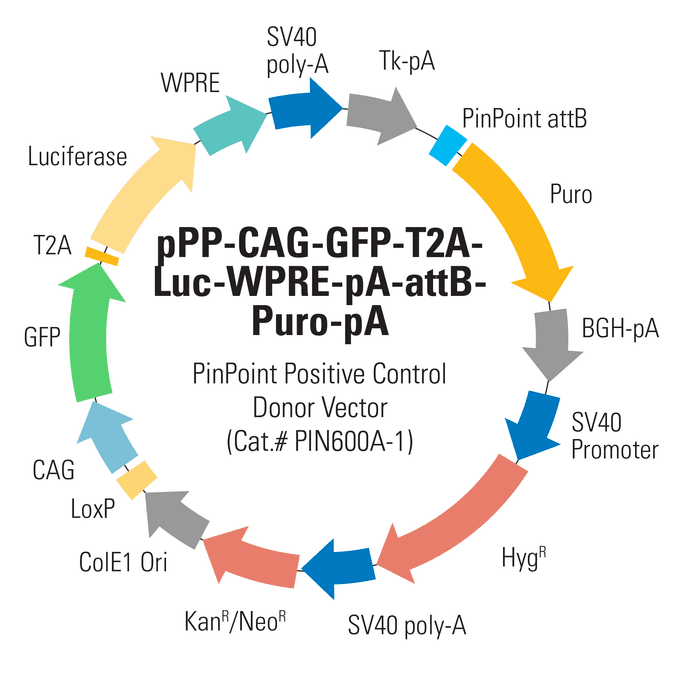 CAG-GFP-T2A-Luc PinPoint Positive Control Donor Vector