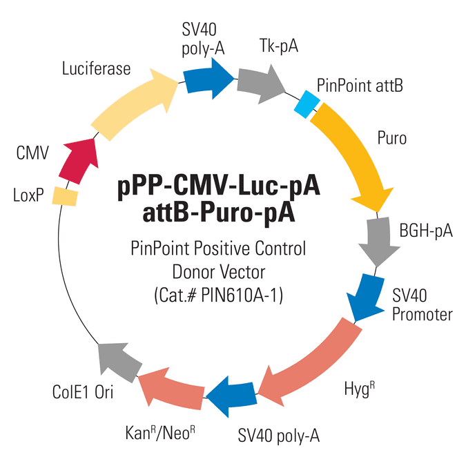 CMV-Luc PinPoint Positive Control Donor Vector