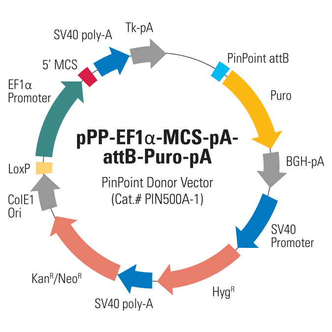 EF1α PinPoint Donor Vector (pPP-EF1α-MCS-pA-attB-Puro-pA)