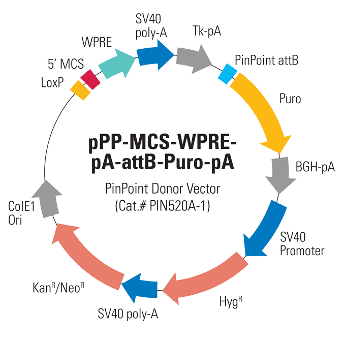 Empty PinPoint Donor Vector (pPP-MCS-WPRE-pA-attB-Puro-pA)