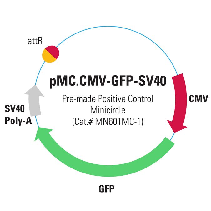 pMC.CMV-GFP-SV40PolyA Pre-made Positive Control Minicircle