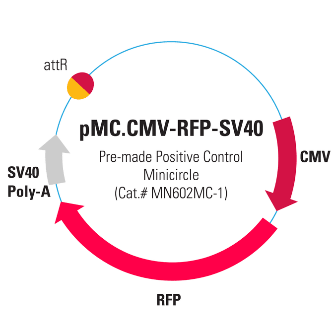 pMC.CMV-RFP-SV40PolyA Pre-made Positive Control Minicircle