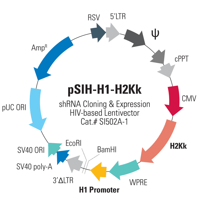 pSIH1-H1-H2Kk Cloning and Expression Lentivector