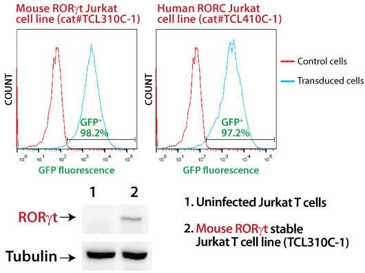 SBI’s MSCV-Human RORC-EF1α-GFP-T2A-Puro Jurkat Cell Line shows strong RORC overexpression