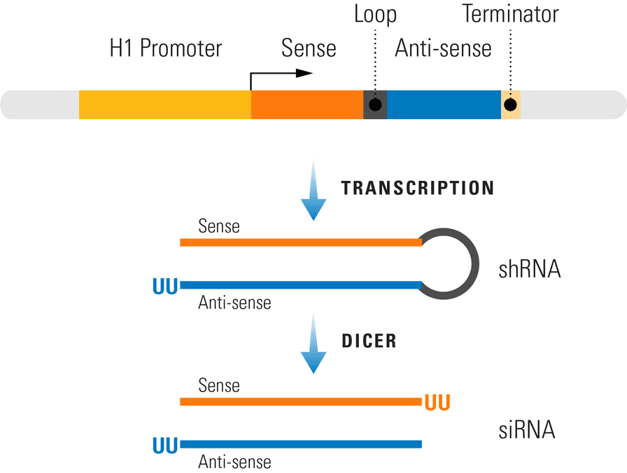Generating siRNA from the pSIH1-H1-copGFP Cloning and Expression Lentivector