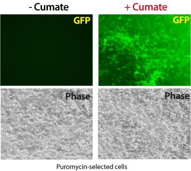 In the absence of cumate, the cumate-inducible PiggyBac Vector shows undetectable levels of expression