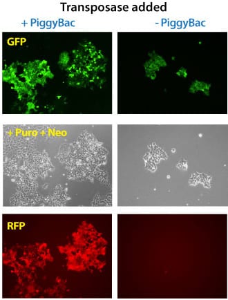 Simultaneous integration of multiple PiggyBac Vectors is also highly efficient