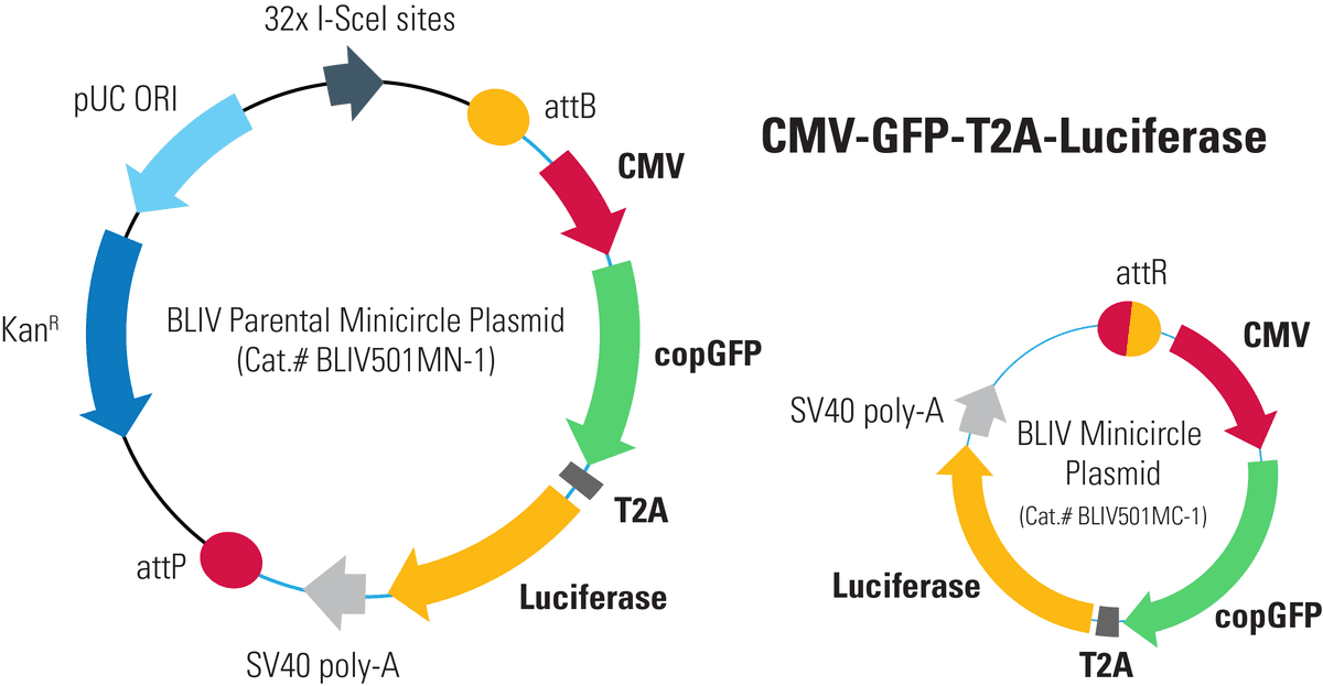 CMV-GFP-T2A-Luciferase Minicircle for <em>In Vivo</em> Imaging