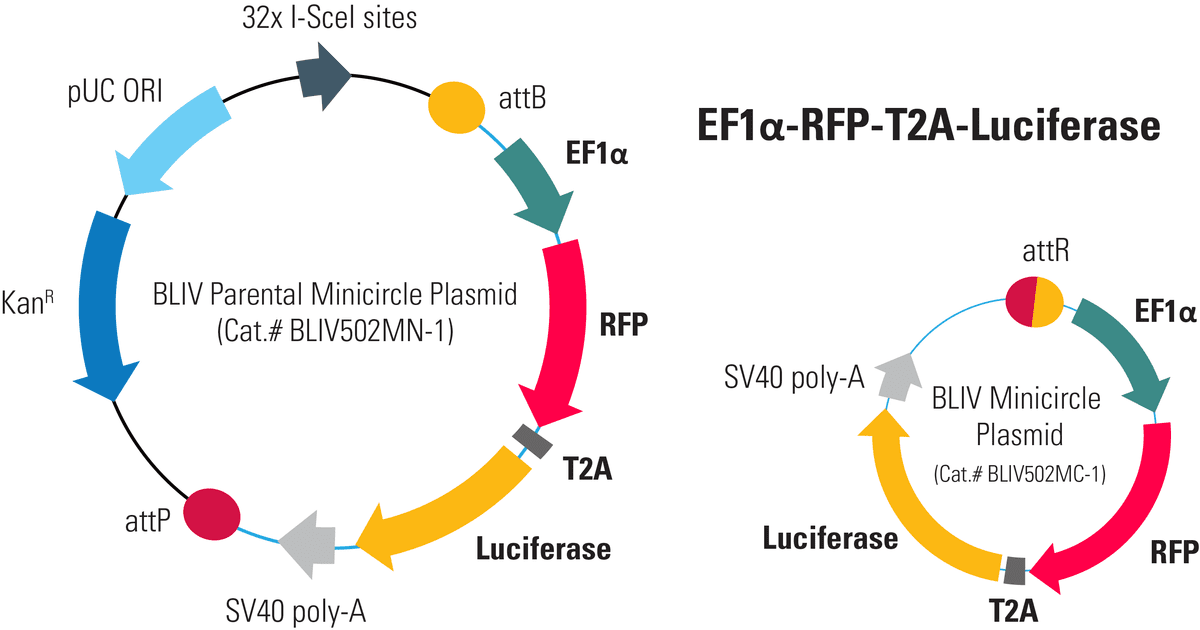 EF1α-RFP-T2A-Luciferase Minicircle for <em>In Vivo</em> Imaging