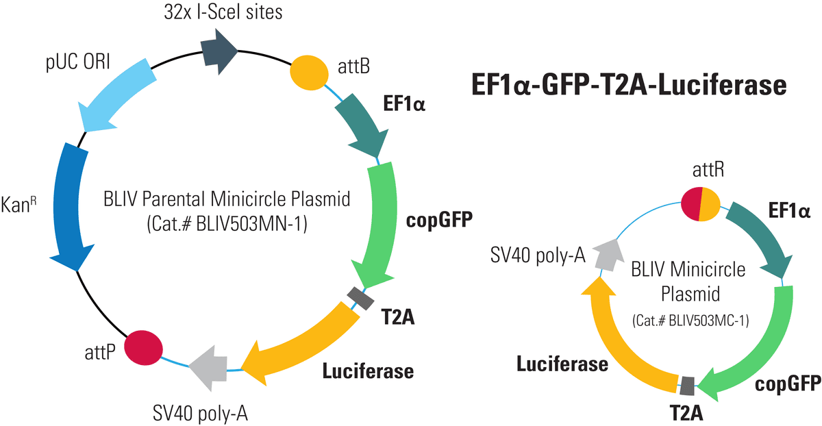 EF1α-GFP-T2A-Luciferase Minicircle for <em>In Vivo</em> Imaging