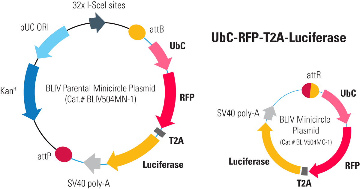UbC-RFP-T2A-Luciferase Minicircle for In Vivo Imaging