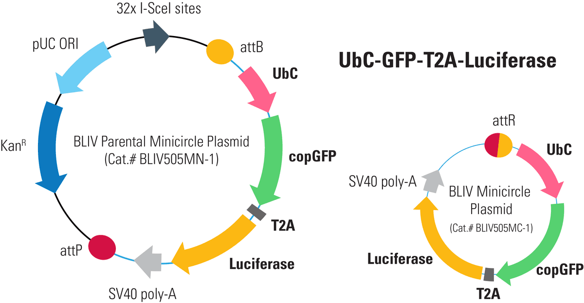 UbC-GFP-T2A-Luciferase Minicircle for In Vivo Imaging