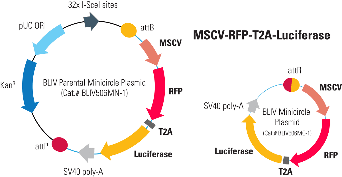MSCV-RFP-T2A-Luciferase Minicircle for In Vivo Imaging