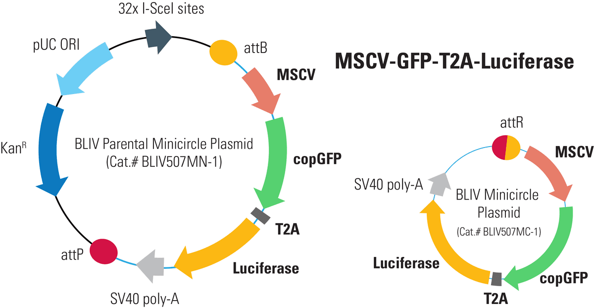 MSCV-GFP-T2A-Luciferase Minicircle for In Vivo Imaging