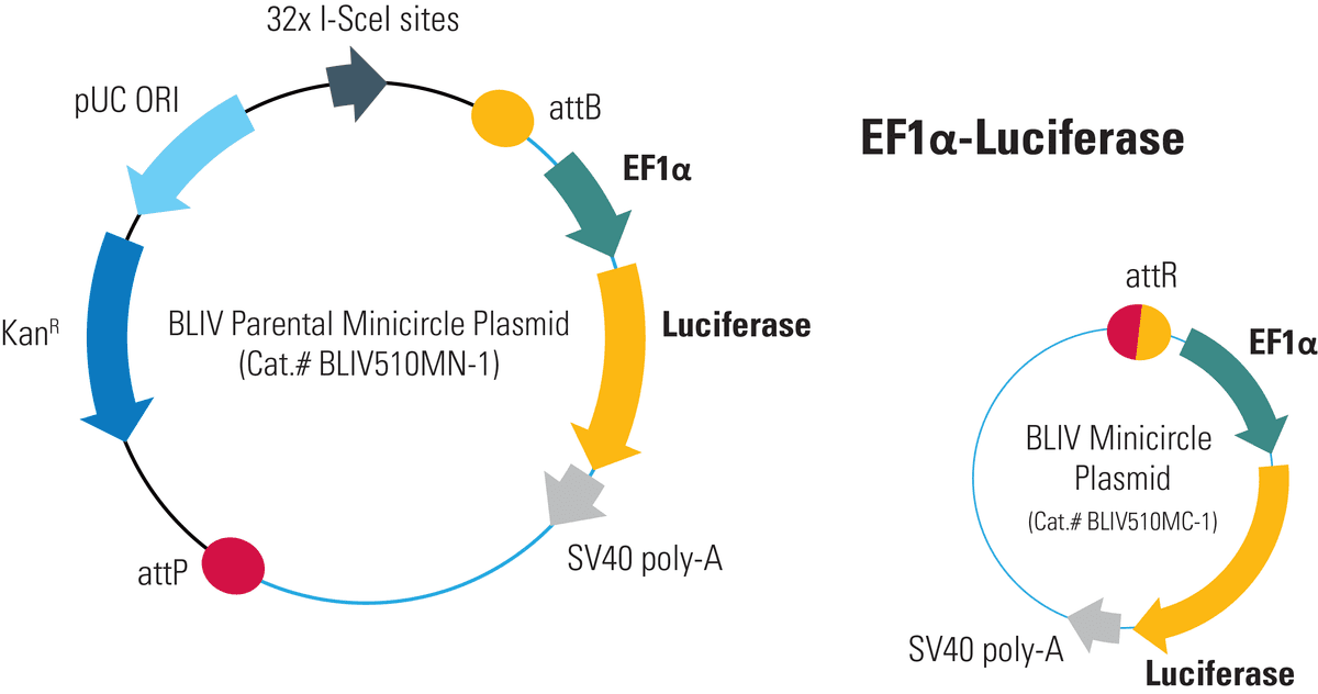 EF1αLuciferase Minicircle for In Vivo Imaging System Biosciences