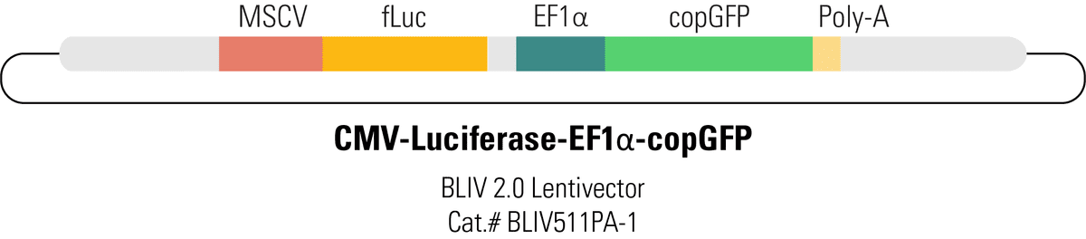 CMV-Luciferase-EF1α-copGFP BLIV 2.0 Lentivector for In Vivo Imaging