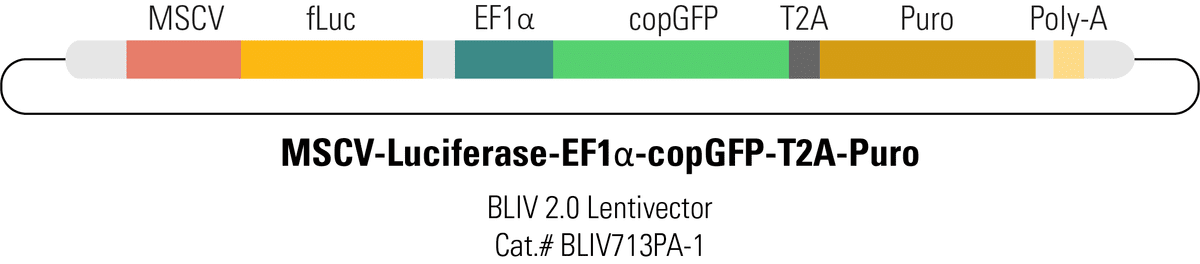 MSCV-Luciferase-EF1α-copGFP-T2A-Puro BLIV 2.0 Lentivector for In Vivo Imaging