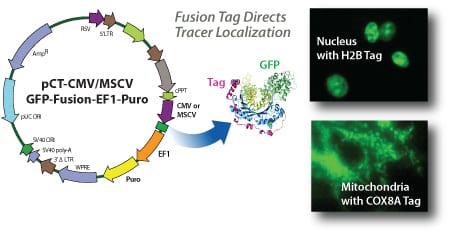 SBI’s Cyto-Tracers fuse a specific protein tag to copGFP or RFP, directing the fluorescent protein to the desired subcellular location