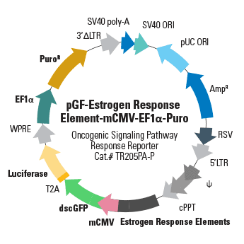pGF-Estrogen Response Element-mCMV-EF1α-Puro Lentivector