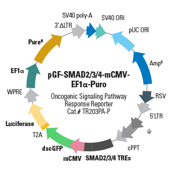 pGF-SMAD2/3/4-mCMV-EF1α-Puro Lentivector