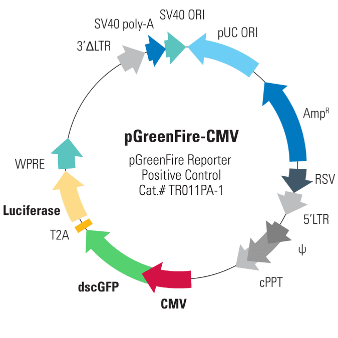 pGreenFire1-CMV Positive Control Lentivector