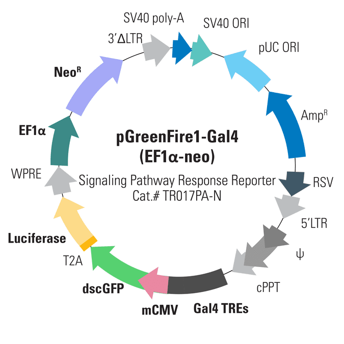 pGreenFire1-Gal4 (EF1α-neo) Lentivector