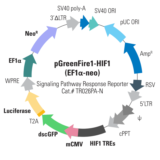 pGreenFire1-HIF1 (EF1α-neo) Lentivector