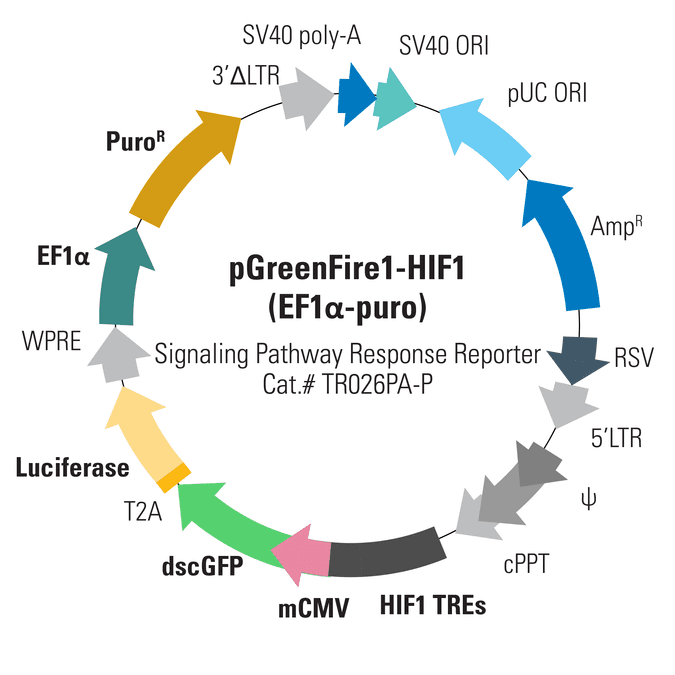 pGreenFire1-HIF1 (EF1α-puro) Lentivector