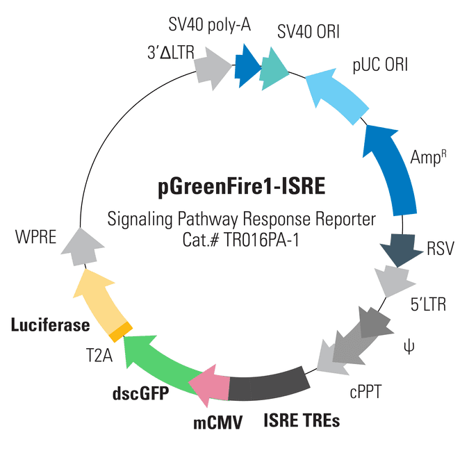 pGreenFire1-ISRE Lentivector