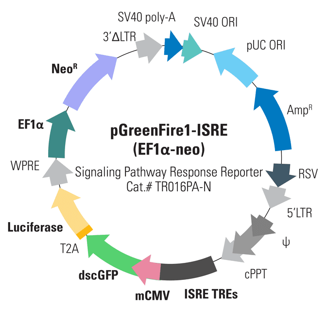 pGreenFire1-ISRE (EF1α-neo) Lentivector