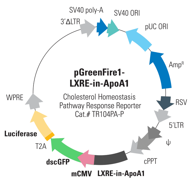 pGreenFire1-LXRE-in-ApoA1 Lentivector