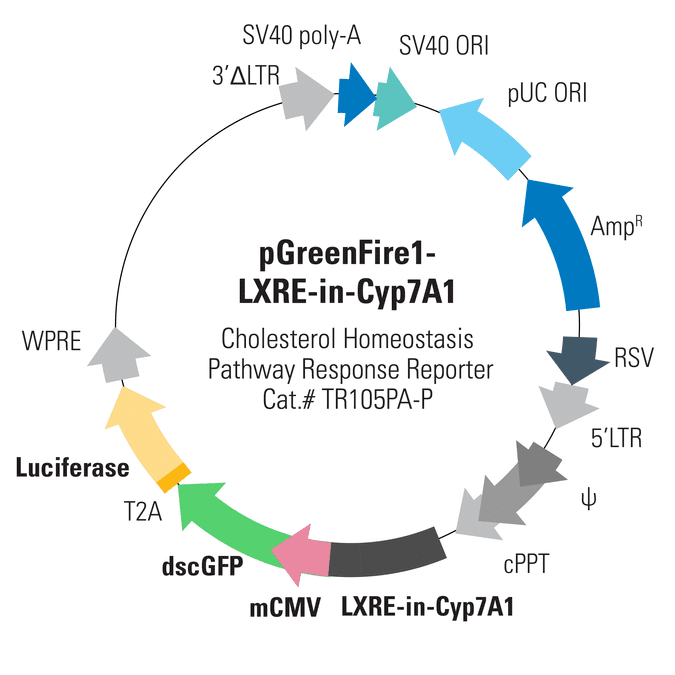 pGreenFire1-LXRE-in-Cyp7A1 Lentivector