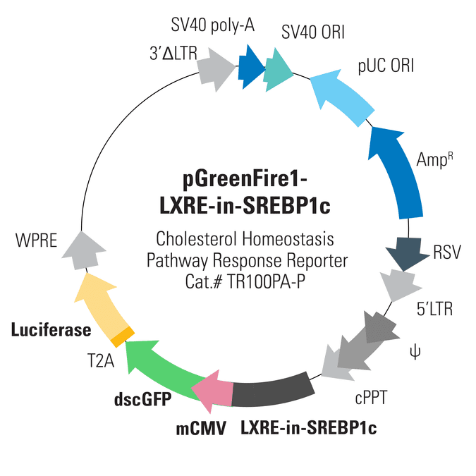 pGreenFire1-LXRE-in-SREBP1c Lentivector