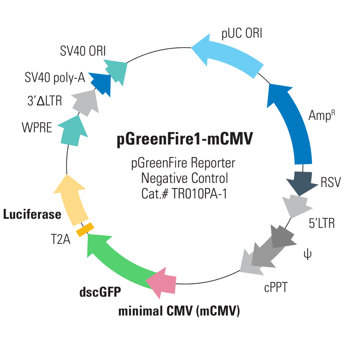 pGreenFire1-mCMV Negative Control Lentivector