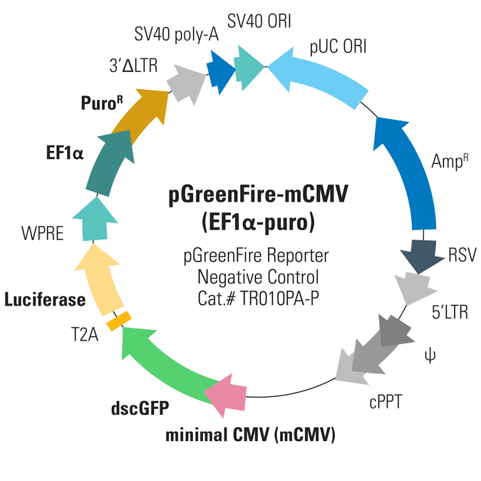 pGreenFire1-mCMV (EF1α-puro) Negative Control Lentivector