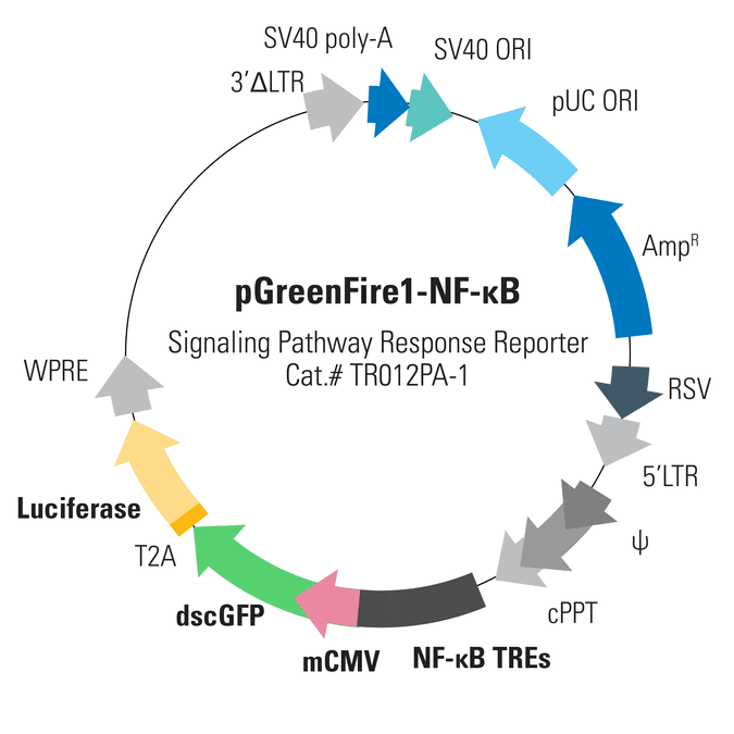 pGreenFire1-NF-κB Lentivector
