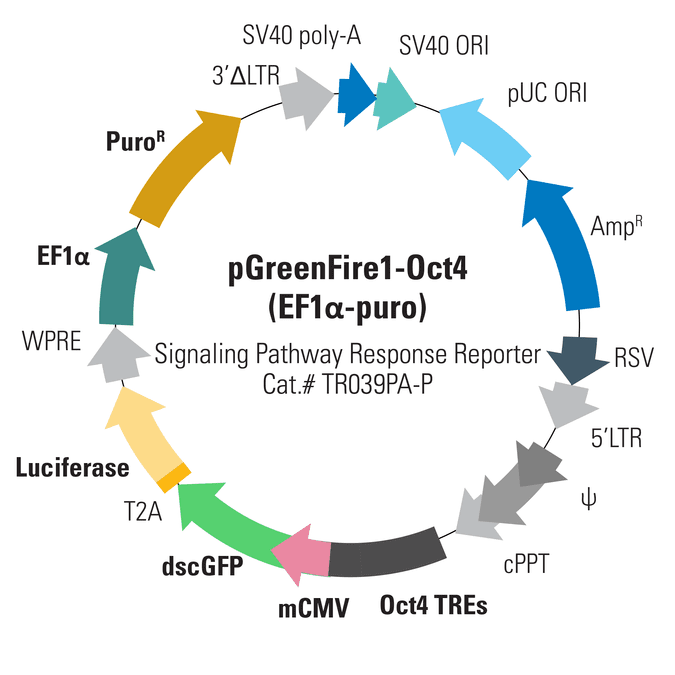 pGreenFire1-Oct4 (EF1α-puro) Lentivector