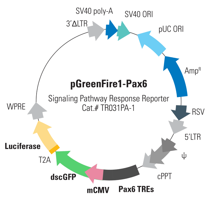 pGreenFire1-Pax6 Lentivector