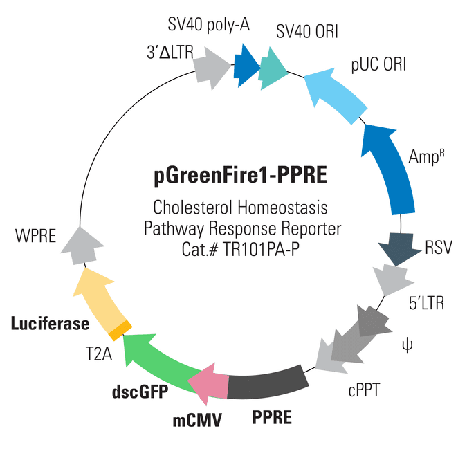 pGreenFire1-PPRE Lentivector
