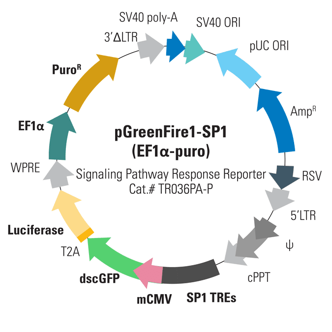 pGreenFire1-SP1 (EF1α-puro) Lentivector